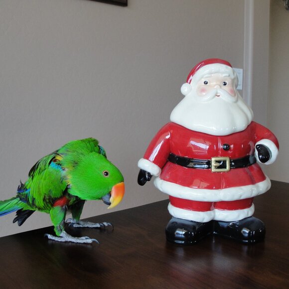 Bird-lovers Shop My Closet With Keyword "BIRD" - Picture 2 of 10